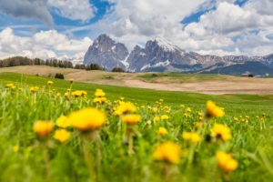 Alpe di Siusi - Seiser Alm, blooming meadows in spring with Sassolungo / Langkofel and the Sassopiatto / Plattkofel in the background, Dolomites, Kastelruth, South Tyrol, Italy Alpe di Siusi - Seiser Alm, blooming meadows in spring with Sassolungo / Langkofel and the Sassopiatto / Plattkofel in the background, Dolomites, Kastelruth, South Tyrol, Italy